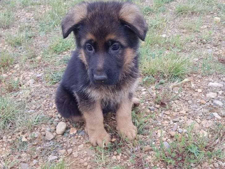 2 chiots Bergers Allemands à poil court disponibles (LOF)
