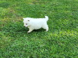 Chiots Samoyèdes LOF à vendre