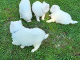 Chiots Samoyèdes LOF à vendre