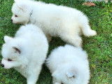 Chiots Samoyèdes LOF à vendre