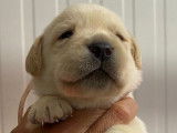 À réserver : 9 chiots Labradors sable LOF