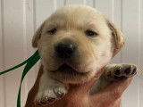 À réserver : 9 chiots Labradors sable LOF