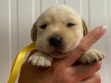 À réserver : 9 chiots Labradors sable LOF