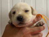 À réserver : 9 chiots Labradors sable LOF