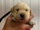 À réserver : 9 chiots Labradors sable LOF