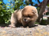 4 chiots Chows-Chows LOF à vendre