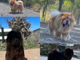 4 chiots Chows-Chows LOF à vendre