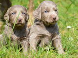 7 chiots Braques de Weimar LOF &agrave; r&eacute;server