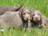 7 chiots Braques de Weimar LOF &agrave; r&eacute;server