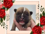 &Agrave; r&eacute;server : chiot femelle Bouledogue Fran&ccedil;ais fauve LOF