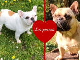 &Agrave; r&eacute;server : chiot femelle Bouledogue Fran&ccedil;ais fauve LOF