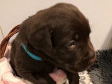 9 chiots Labradors chocolat LOF &agrave; r&eacute;server