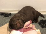 9 chiots Labradors chocolat LOF &agrave; r&eacute;server