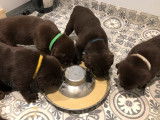 9 chiots Labradors chocolat LOF &agrave; r&eacute;server