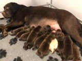 9 chiots Labradors chocolat LOF &agrave; r&eacute;server