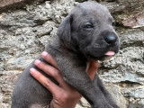 11 chiots Cane Corso LOF à vendre