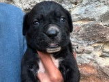 11 chiots Cane Corso LOF à vendre