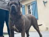 11 chiots Cane Corso LOF à vendre