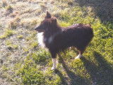 Chiot mâle Berger des Shetland LOF à vendre