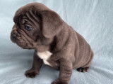 Chiots Bouledogues Français bleus à vendre