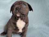 Chiots Bouledogues Français bleus à vendre