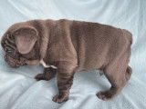 Chiots Bouledogues Français bleus à vendre