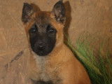 6 chiots Malinois LOF, disponible à la vente