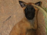 6 chiots Malinois LOF, disponible à la vente