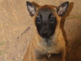 6 chiots Malinois LOF, disponible à la vente