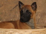 6 chiots Malinois LOF, disponible à la vente