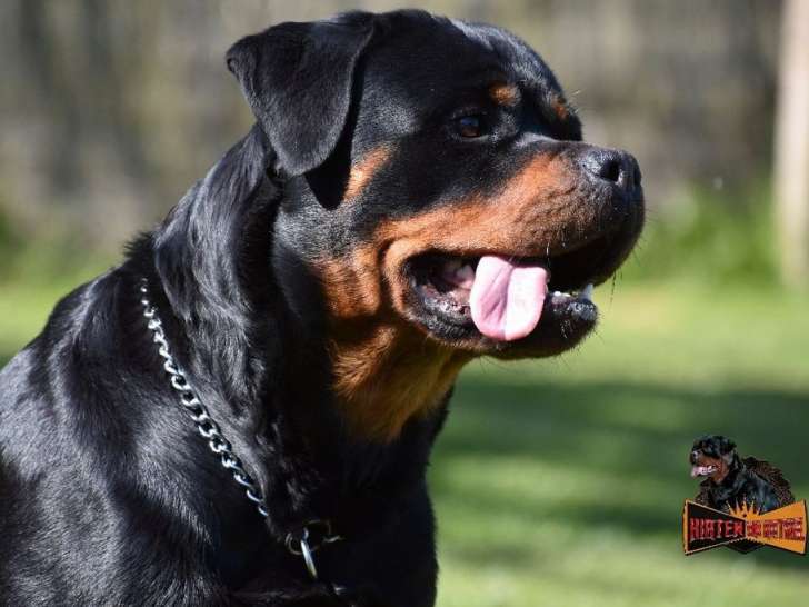 À vendre : une chienne Rottweiler LOF, de juin 2021