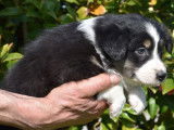 Un chiot Berger Australien LOF À vendre