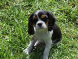 Chiot mâle Cavalier King Charles LOF, à vendre