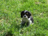 Chiot mâle Cavalier King Charles LOF, à vendre