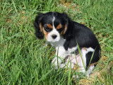 Chiot mâle Cavalier King Charles LOF, à vendre