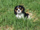 Chiot mâle Cavalier King Charles LOF, à vendre