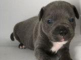 4 chiots Staffies LOF, à réserver
