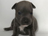 4 chiots Staffies LOF, à réserver