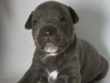 4 chiots Staffies LOF, à réserver