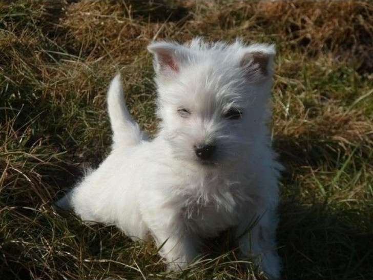 6 chiots West Highland White Terriers LOF à la vente
