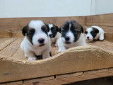 4 chiots Jack Russells &agrave; la r&eacute;servation (LOF)