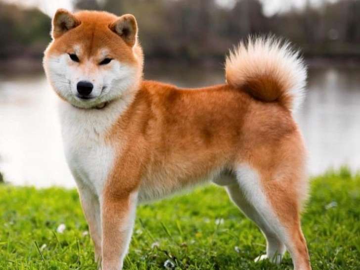 Un chien Shiba Inu d’un an roux LOF disponible pour une saillie