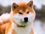 Un chien Shiba Inu d’un an roux LOF disponible pour une saillie