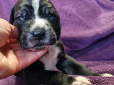 Chiots Dogue Allemand LOF à vendre