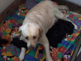 Chiots Labradors - La Gourmandise