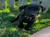 Chiots Labradors - La Gourmandise