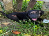 Chiots Labradors - La Gourmandise