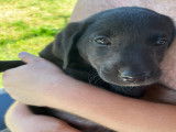 Chiots Labradors - La Gourmandise