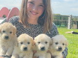 À vendre : des chiots Golden Retrievers sable