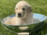 À vendre : des chiots Golden Retrievers sable